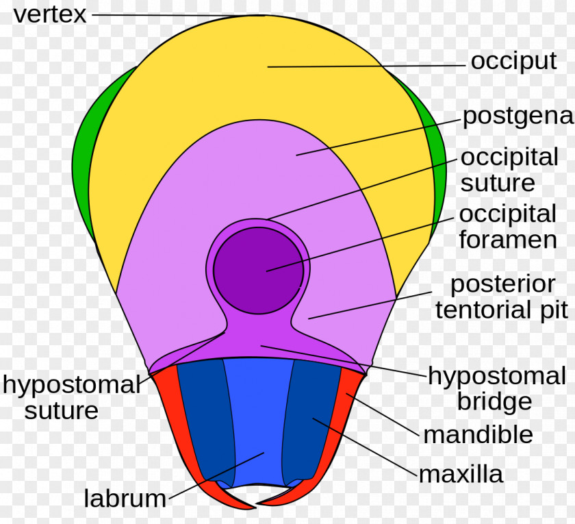 Insect Head Anatomy Hexapod Human Body PNG