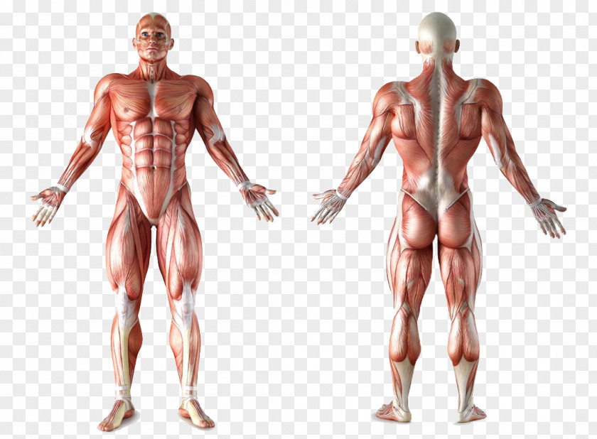 Muscle Anatomy Human Body Muscular System Organ PNG body system Organ, human body, muscular illustration clipart PNG