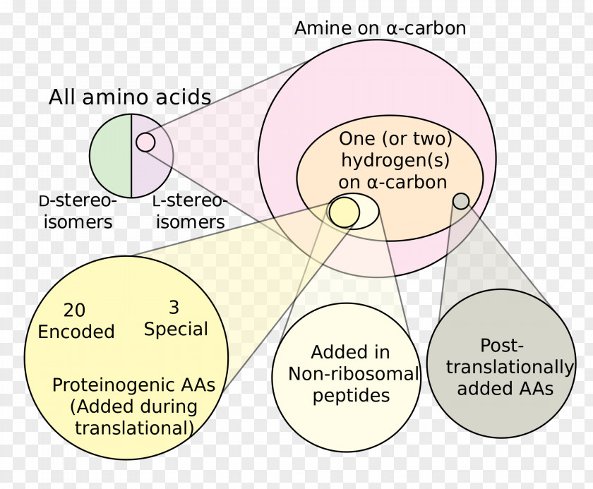 Negation Non-proteinogenic Amino Acids Branched-chain Acid PNG