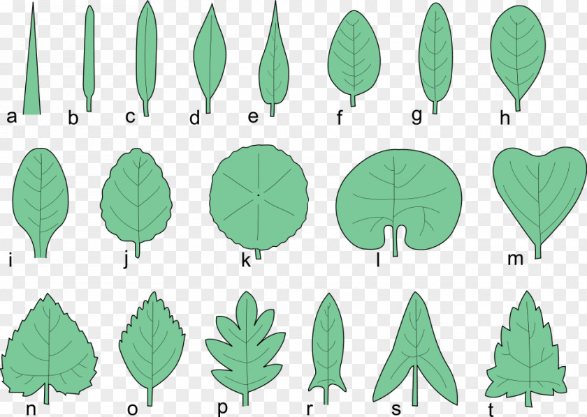 Serrated Leaves Glossary Of Leaf Morphology Tree Japanese Maple Pinnation PNG