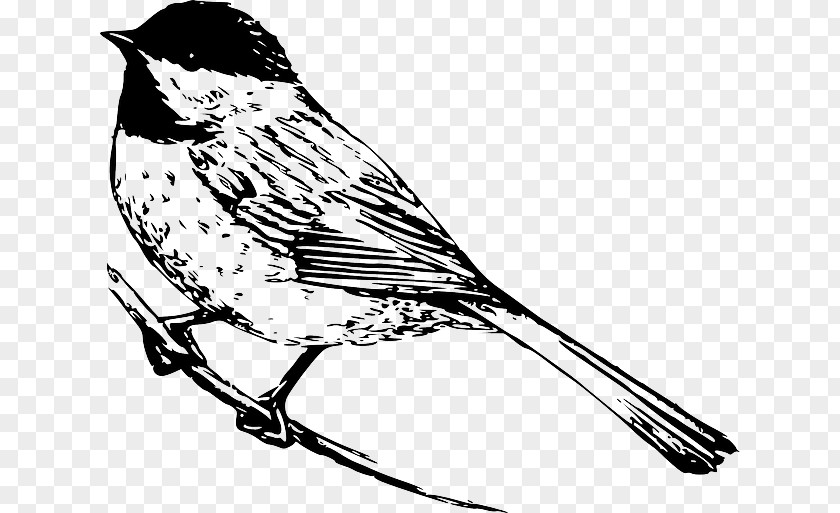 Government Branch Coloring Pages Colouring Black-capped Chickadee Book Drawing PNG