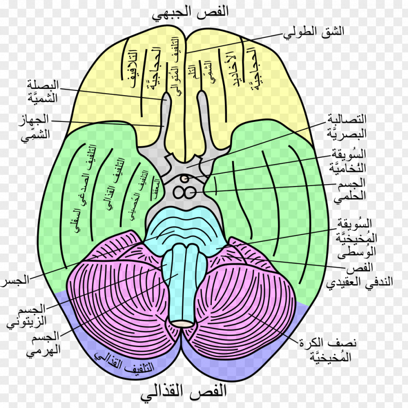 Brain Flocculonodular Lobe Lobes Of The Temporal Vestibulocerebellar Syndrome PNG