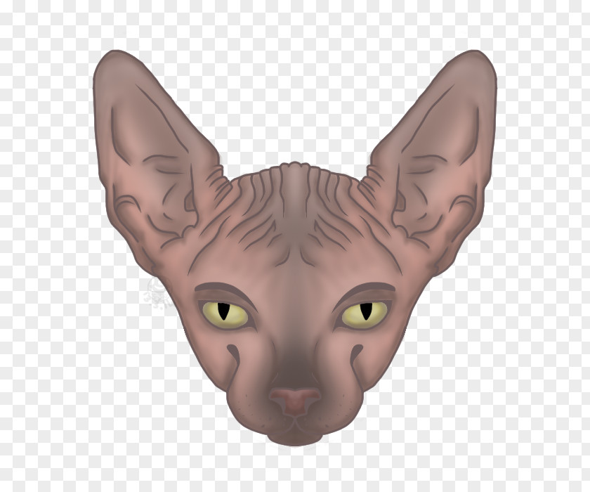 Kitten Sphynx Cat Donskoy Peterbald Ukrainian Levkoy PNG