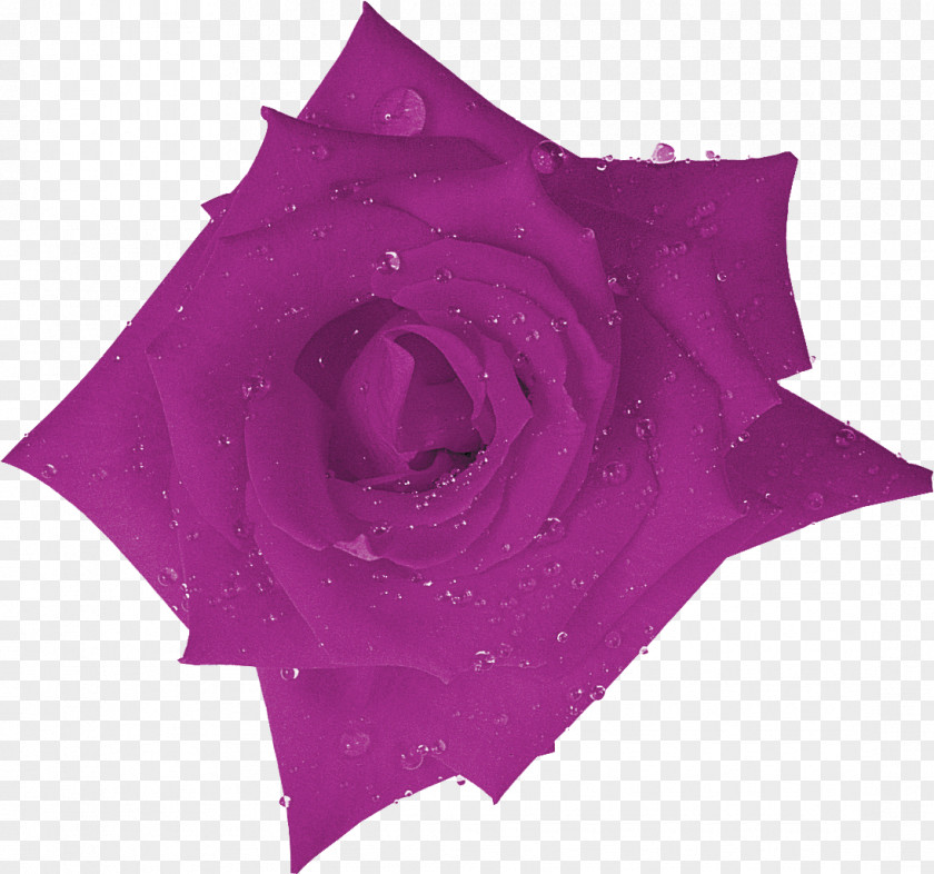 Lilac Beach Rose Purple Flower Orange PNG