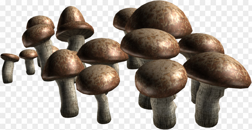 Mantar Sepet Edible Mushroom Fungus Agaricus Information PNG
