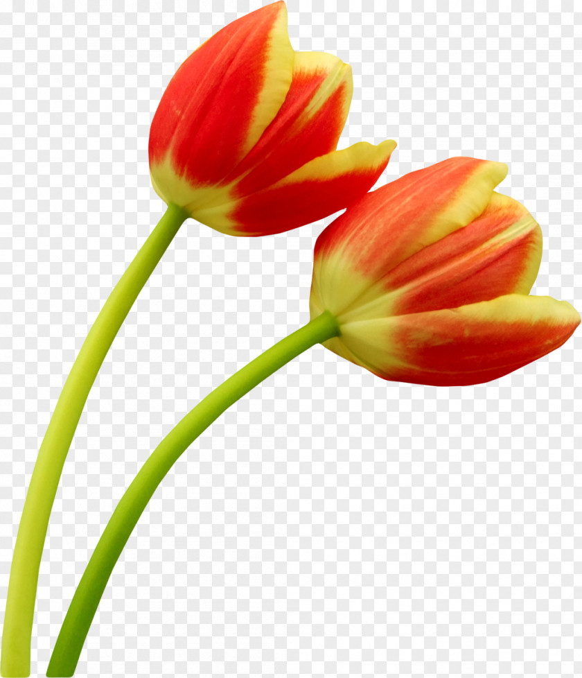 Tulip Orange Clip Art PNG