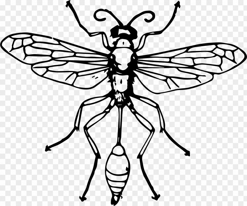 Wasp Bee Hymenopterans Clip Art PNG
