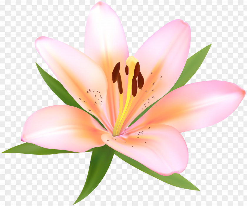 Alstroemeria Deco Flower Clip Art Image Petal Computer Wallpaper PNG