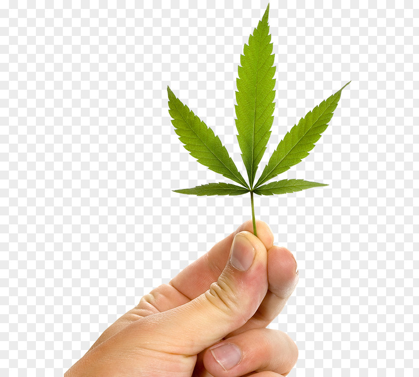 Cannabis Ruderalis Medical Medicine Tetrahydrocannabinol PNG