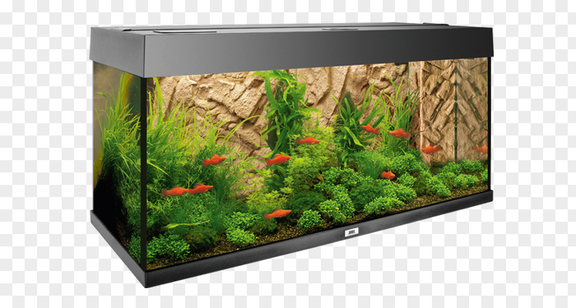 Clay Aquarium Rock Silicon Fish PNG