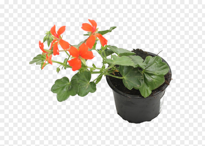 Plant Ivy Geranium Houseplant Begonia Flowerpot PNG