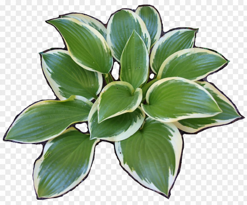 Sundae Plantain Lilies PNG