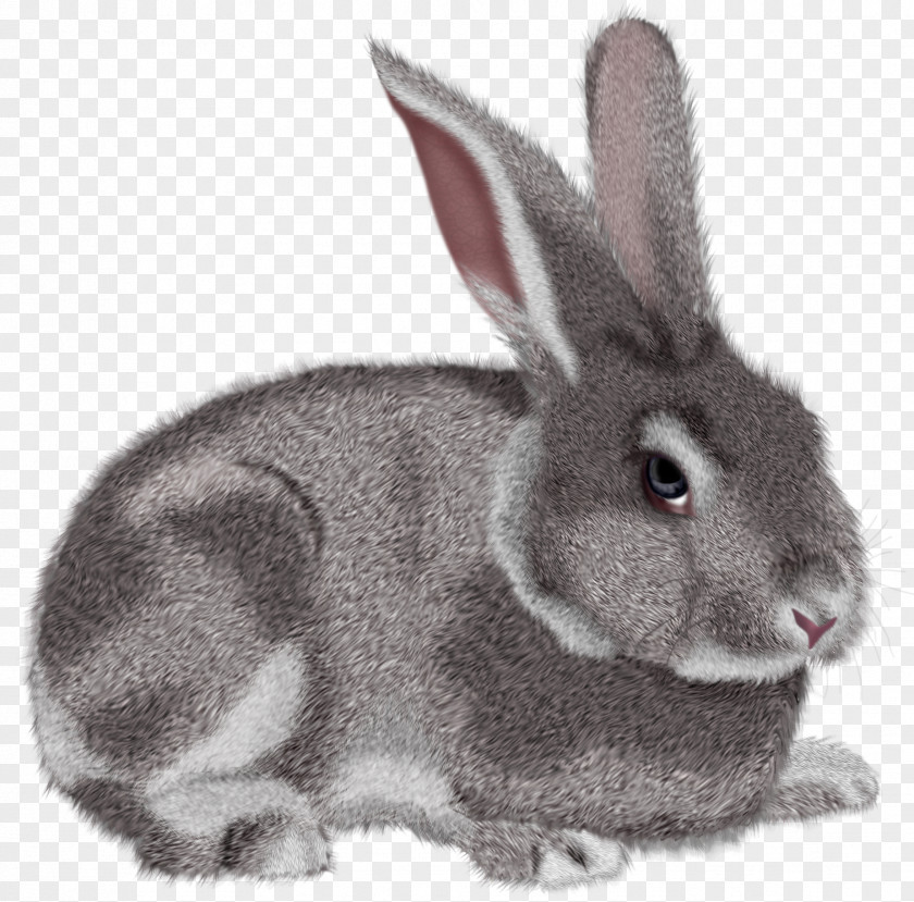 Grey Rabbit Clipart Picture Hare Clip Art PNG