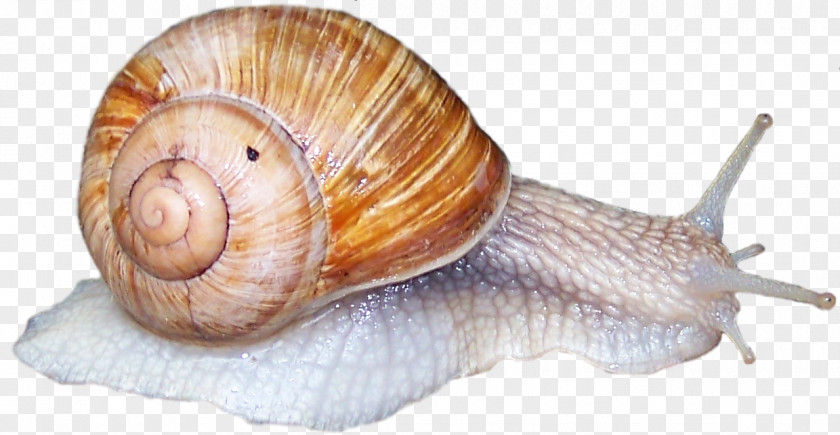 Haus Sea Snail Slug Gastropods Schneckenkorn PNG