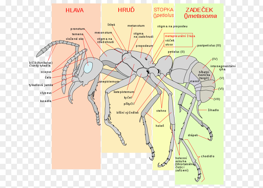 Insect The Ants Metapleural Gland Acromyrmex PNG