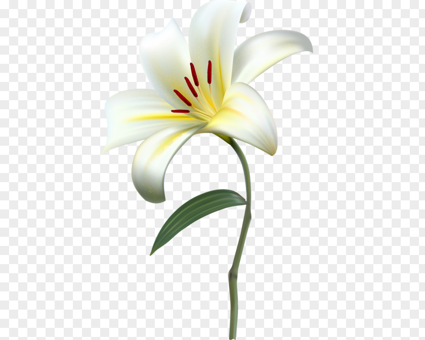 Lily Flower Clip Art Image PNG