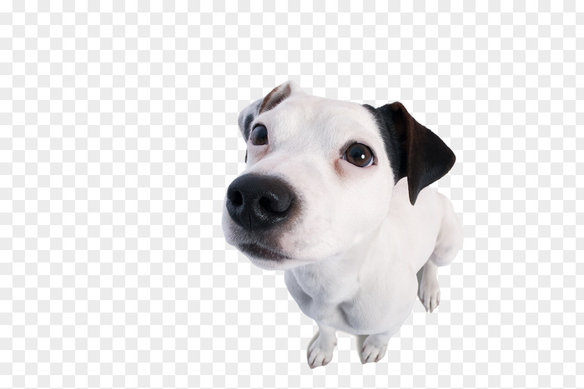 Puppy Jack Russell Terrier Dog Breed Copy Editing Companion PNG