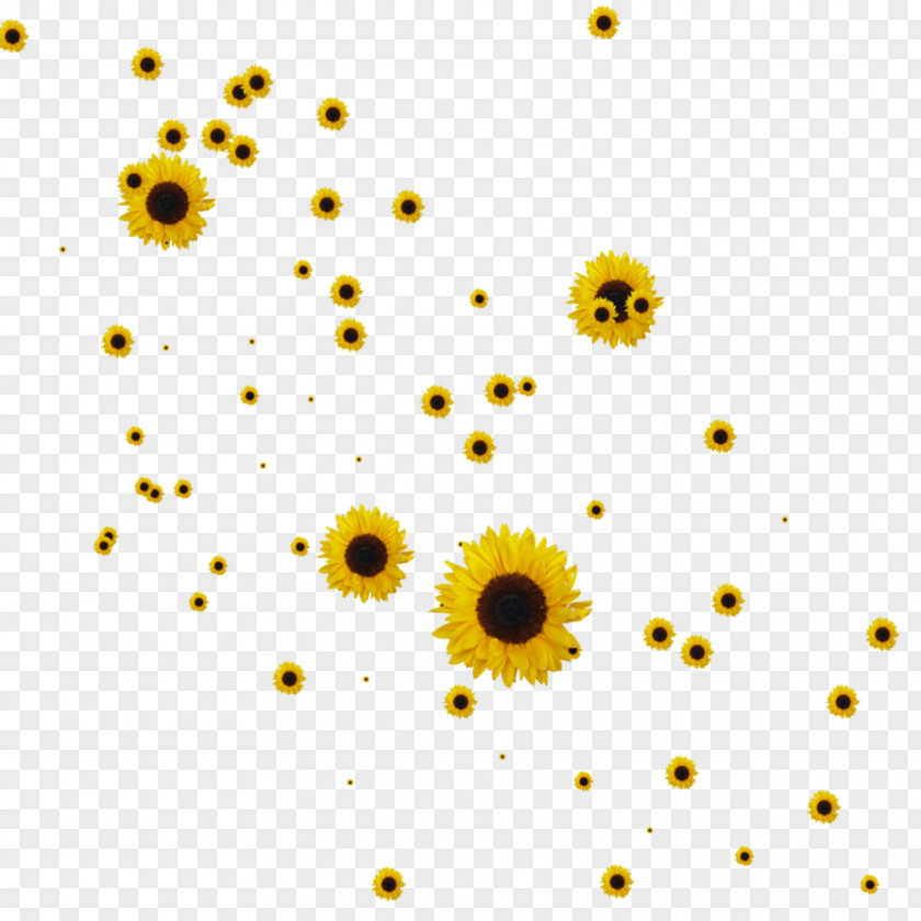 Sunflower Clipart Collection Common Drawing Clip Art PNG