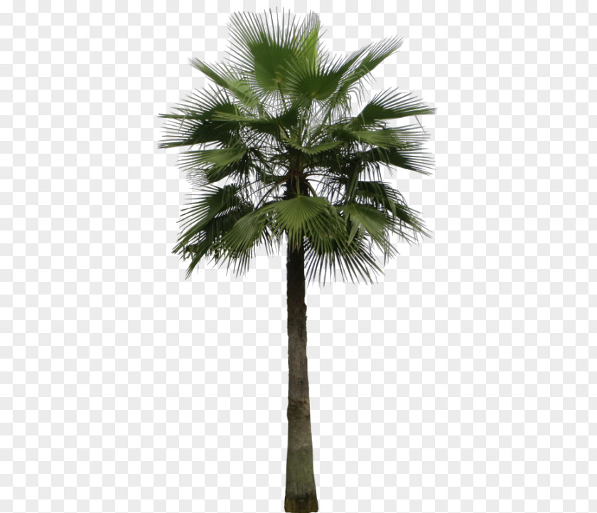 Tree Mexican Fan Palm Arecaceae Areca Sago PNG
