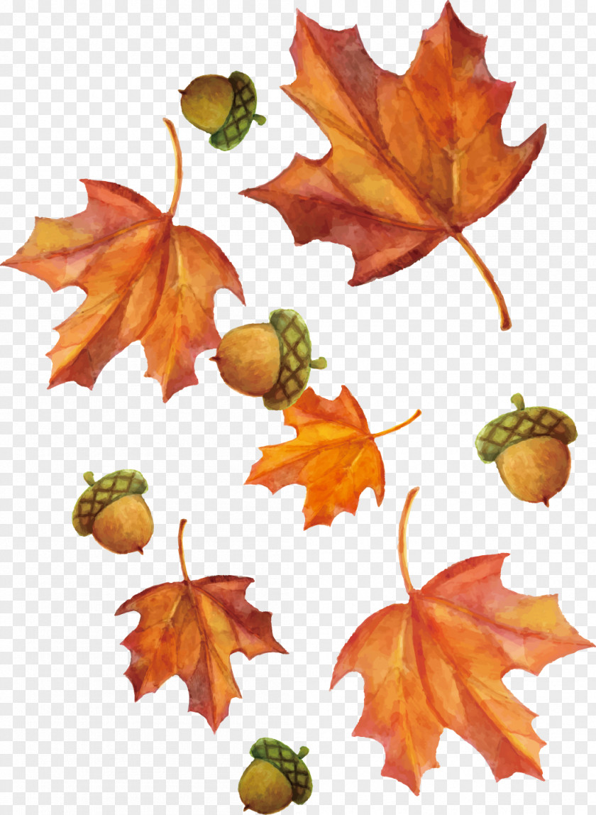 Vector Hand-painted Watercolor Maple Leaf And Hazelnut PNG
