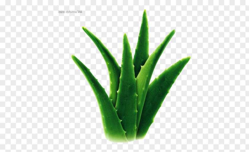 Aloe Vera Candelabra Cape Detoxification Asphodelaceae PNG