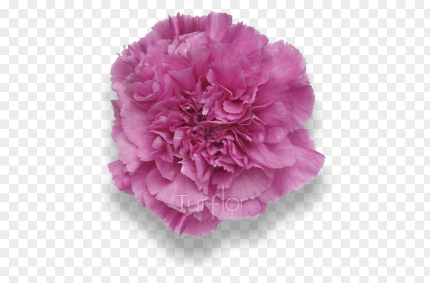 Carnation Flower Photo Cabbage Rose Cut Flowers Floral Design PNG