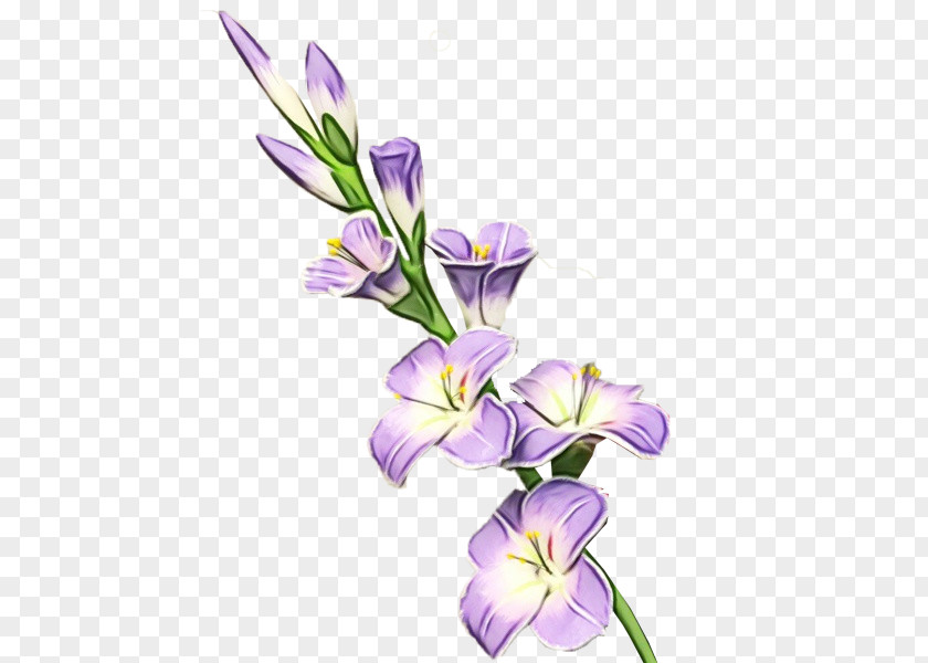 Crocus Iris Flower Flowering Plant Violet Purple PNG