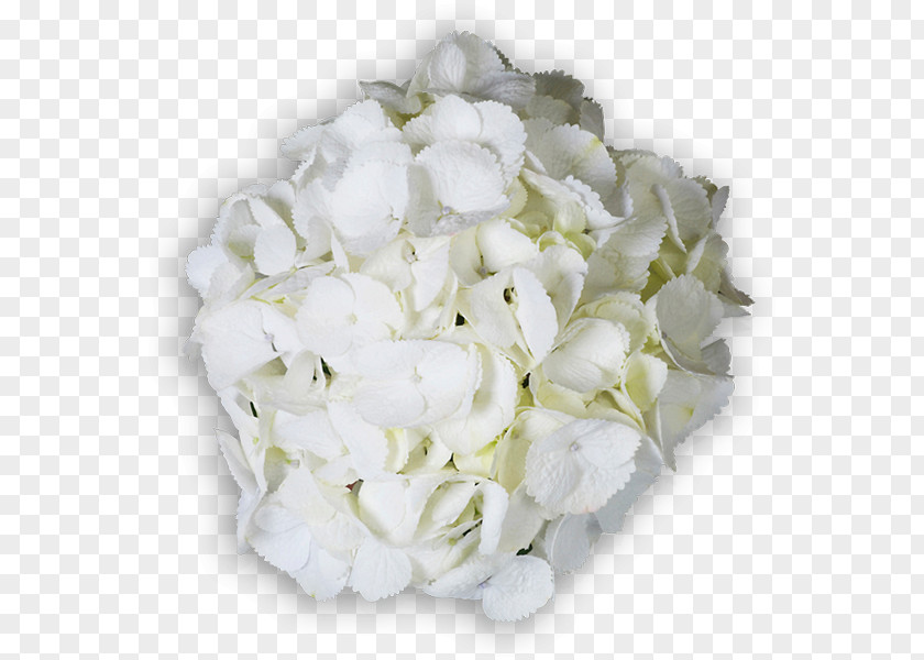 Flower Hydrangea Cut Flowers Floral Design Bouquet PNG