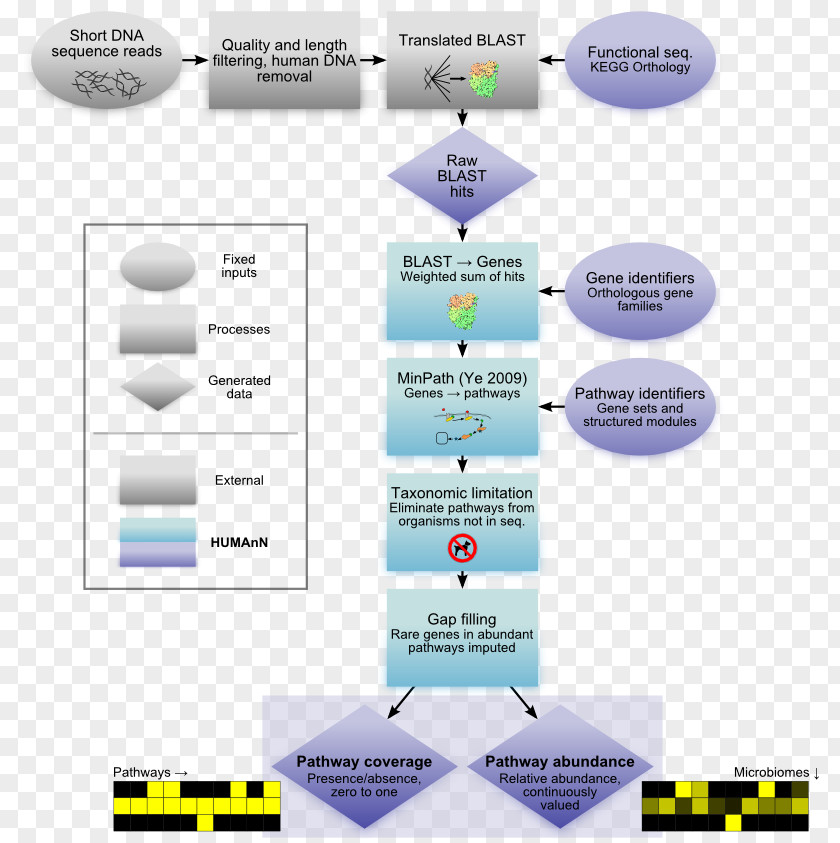 Human Microbiome Project Genome Metagenomics Microbiota PNG