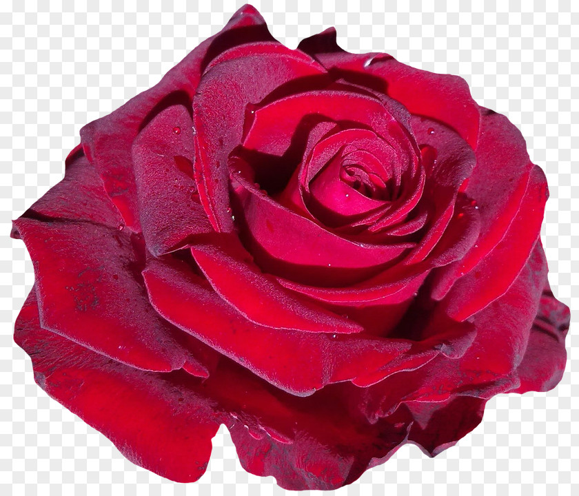 Olivia Wilde Red Flower Garden Roses Pink PNG