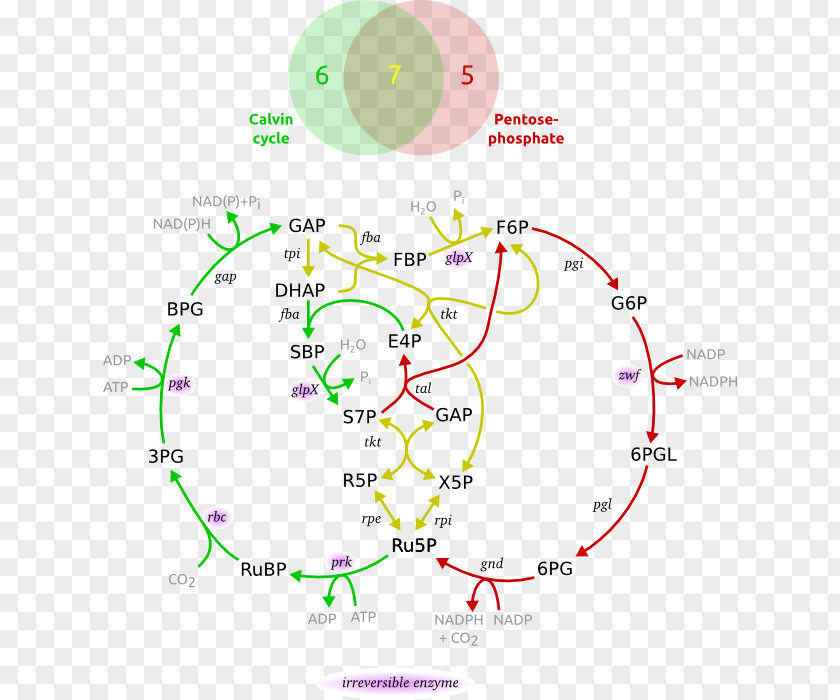 Pentose Phosphate Pathway Metabolic Calvin Cycle Ribulose 1,5-bisphosphate Dihydroxyacetone PNG
