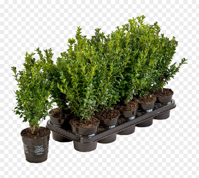 Plant Flowerpot Buxus Sempervirens Shrub Evergreen PNG
