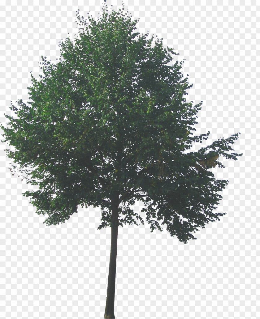 Arbol Tree Information PNG