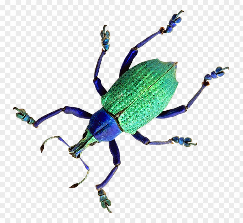 Beetle Weevil PNG