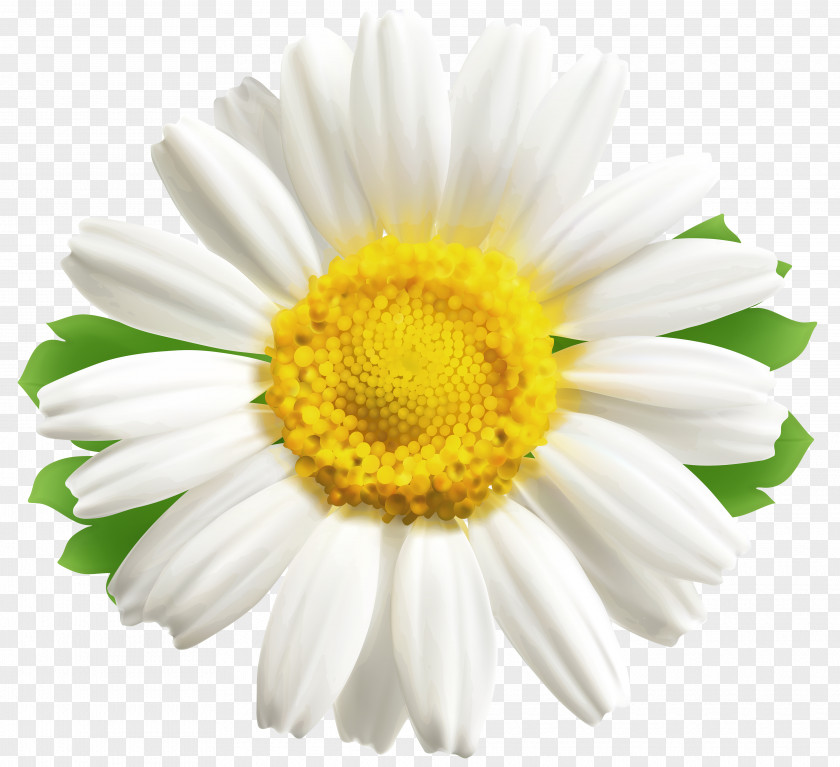 Daisys Common Daisy Flower Desktop Wallpaper Clip Art PNG