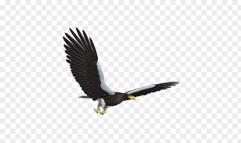 Flying Eagles Eagle Flight PNG