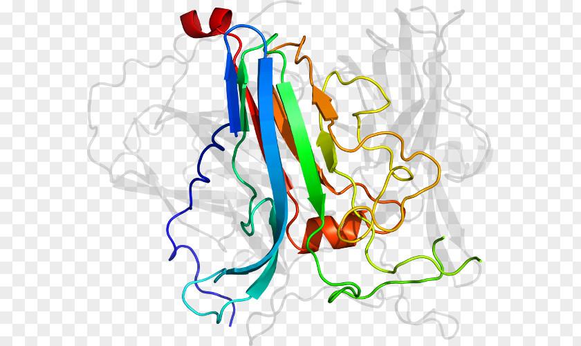 Lactobacillus Brevis Clip Art Line Point Organism PNG