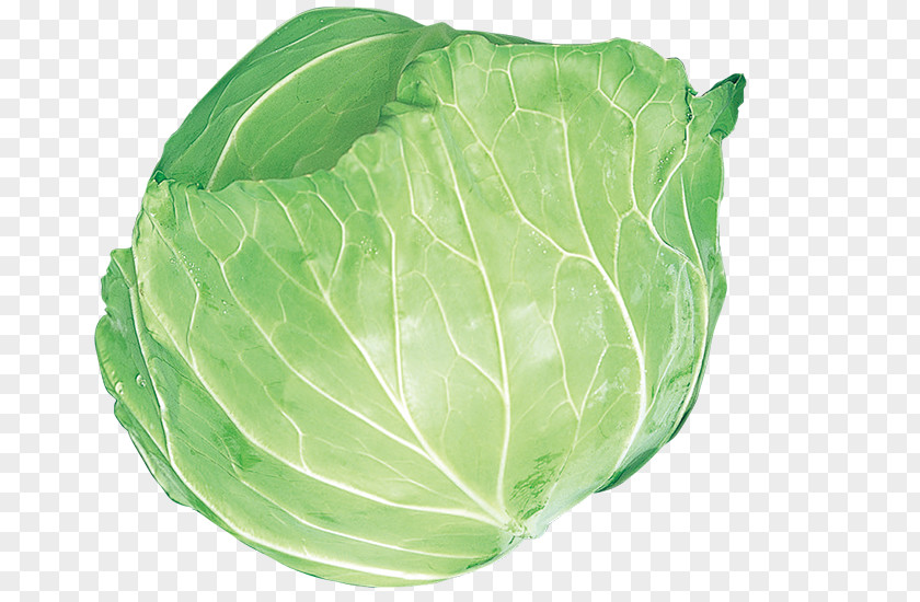 Leaf Collard Greens Spring Savoy Cabbage Romaine Lettuce PNG