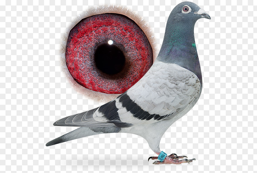 Pigeon Dangling Ring Columbidae Rock Dove Homing Bird Nes Aan De Amstel PNG