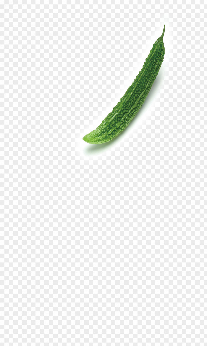 Bitter Gourd, Melon Green Leaf Pattern PNG