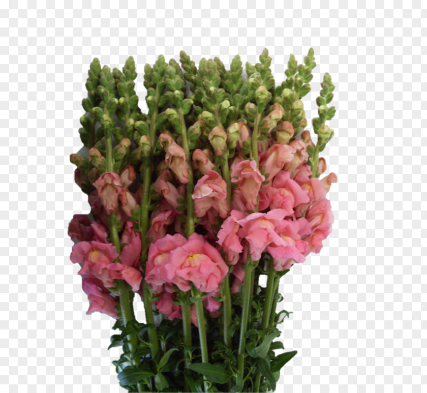 Flower Cut Flowers Snapdragons Delivery Plant Stem PNG