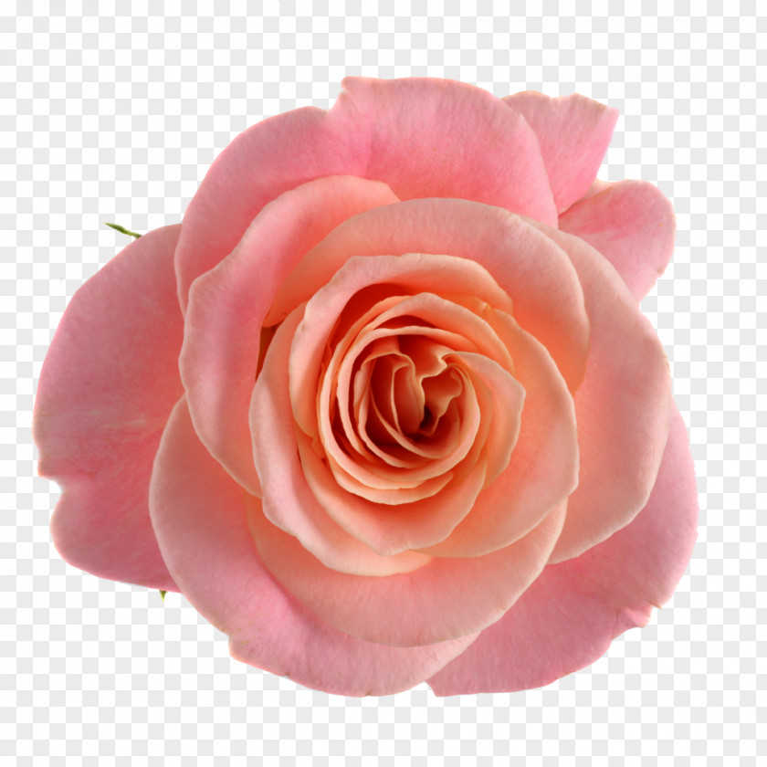 Flower Garden Roses Cabbage Rose Floribunda Pink Cut Flowers PNG