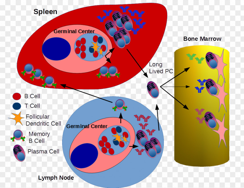 Germinal Center B Cell Plasma Lymphatic System PNG