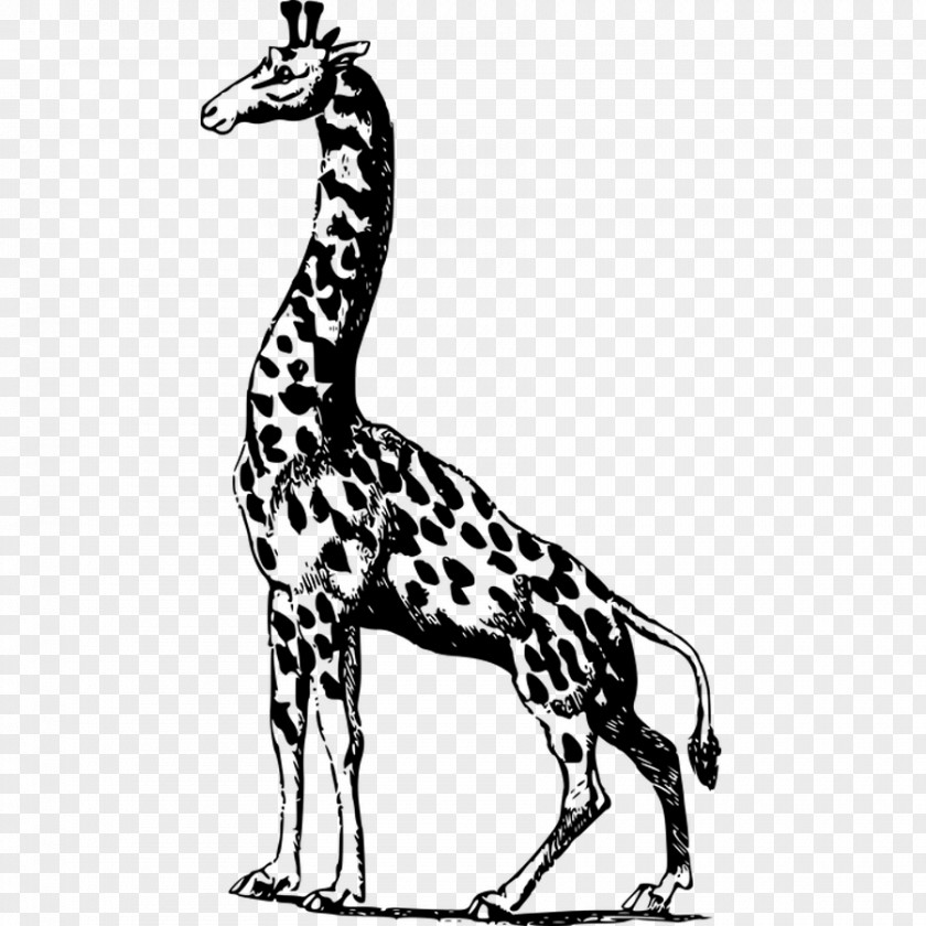 Giraffe Illustration PNG