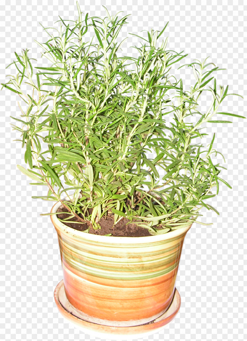 Rosemary Plant Herb Flowerpot Spice PNG