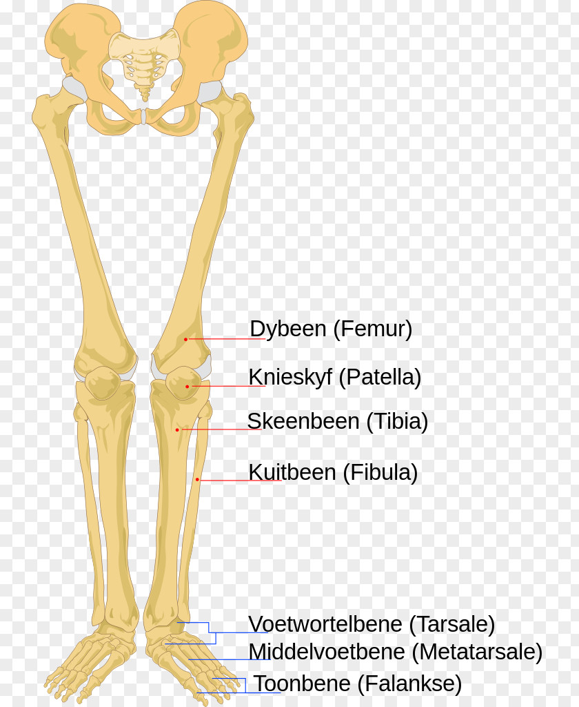 Skeleton Human Body Anatomy Bone PNG