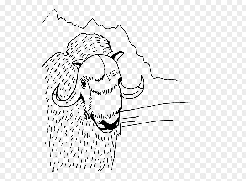 Sketch Sheep Visual Arts Drawing PNG