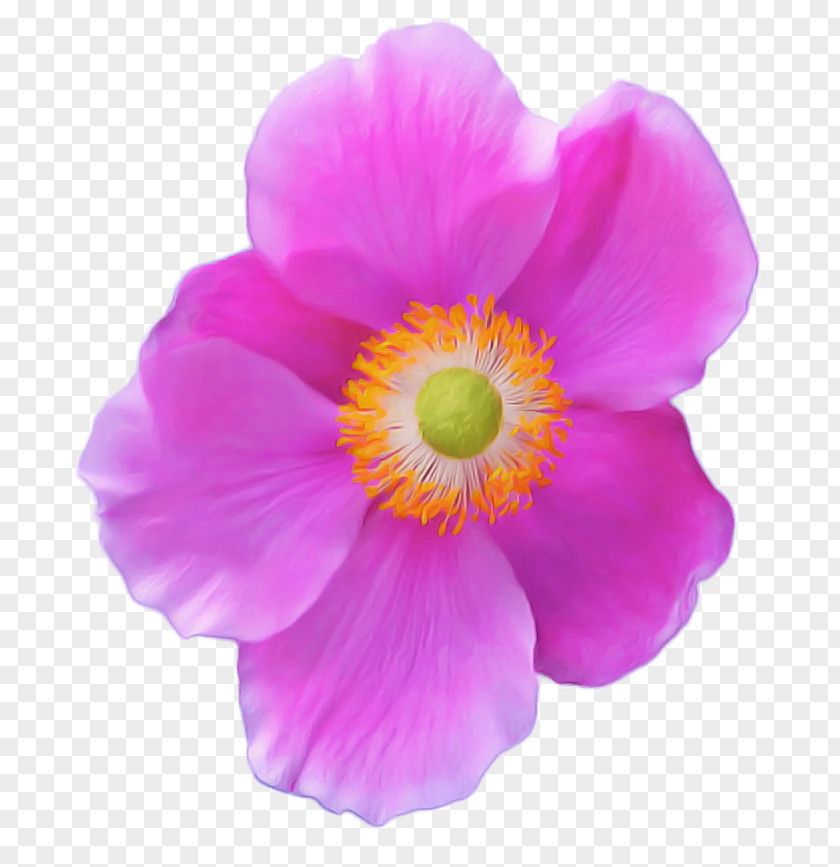 Begonia Perennial Plant Anemone Magenta PNG