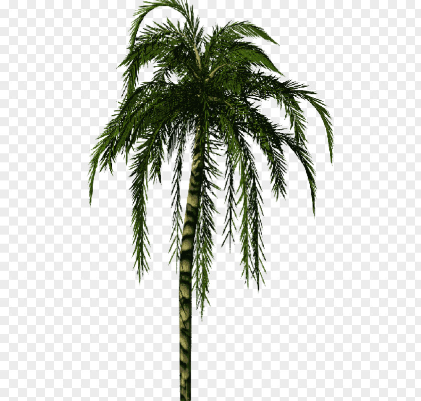 Date Palm Babassu Asian Palmyra Trees Coconut PNG