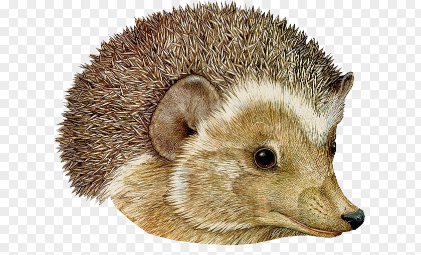 Hedgehog PNG The Hat Mitten Gingerbread Baby On Noah's Ark Author PNG